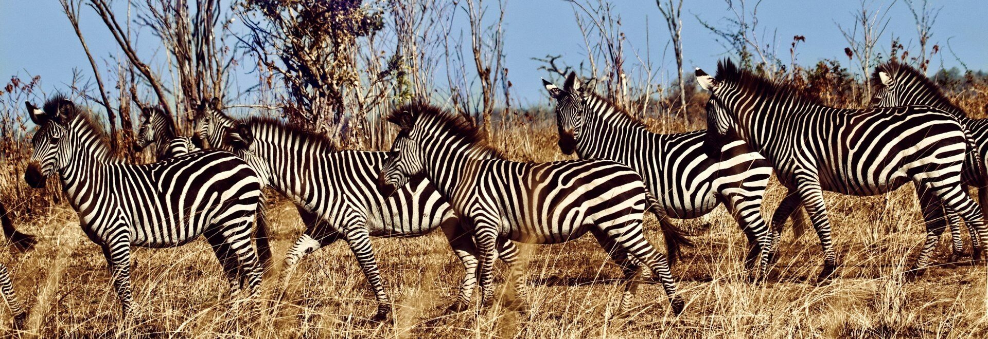 Zebras